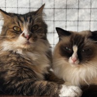 Photo of Molly And Maddox 