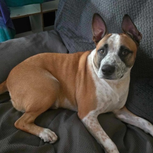 Buddy - Cattle Dog