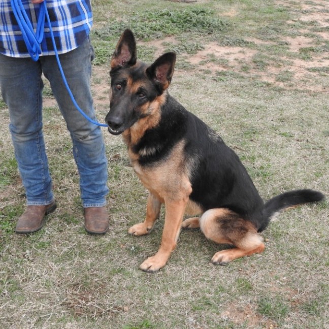 Photo of Bluey