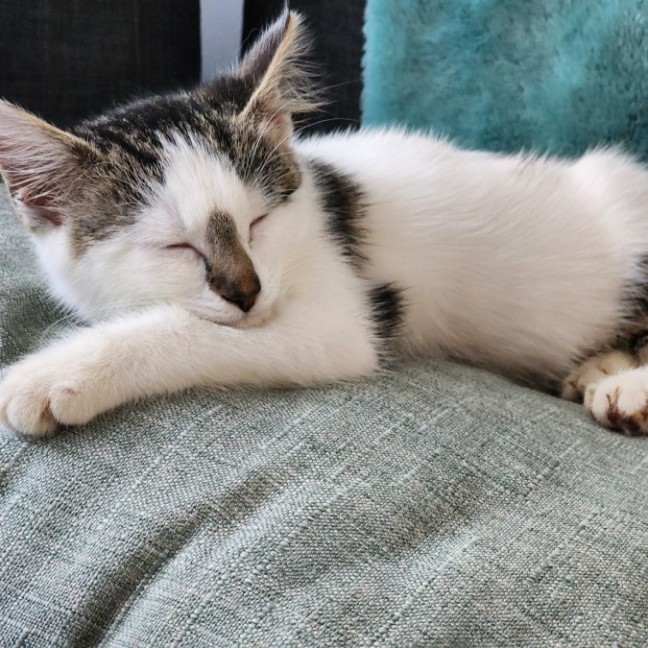 Photo of Bella