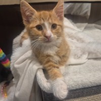 Photo of Nala