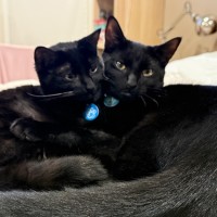 Photo of Luna & Noctis