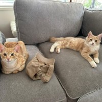 Photo of Fred & George