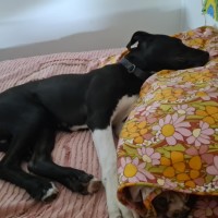 Photo of 🐾 Scout 🐾