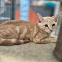 Photo of Chandelier **2nd Chance Cat Rescue**