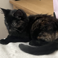 Photo of Kahlua