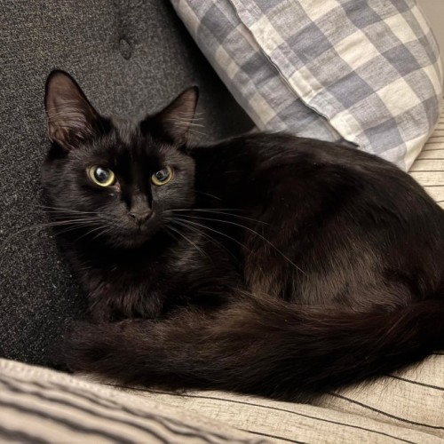 Perissa  - Domestic Medium Hair (DMH) Cat