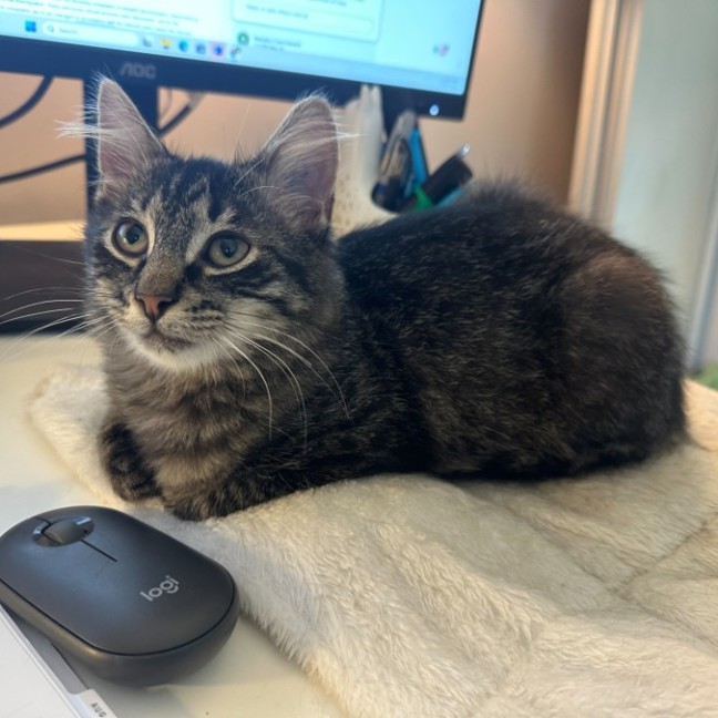 Photo of Howie **2nd Chance Cat Rescue**