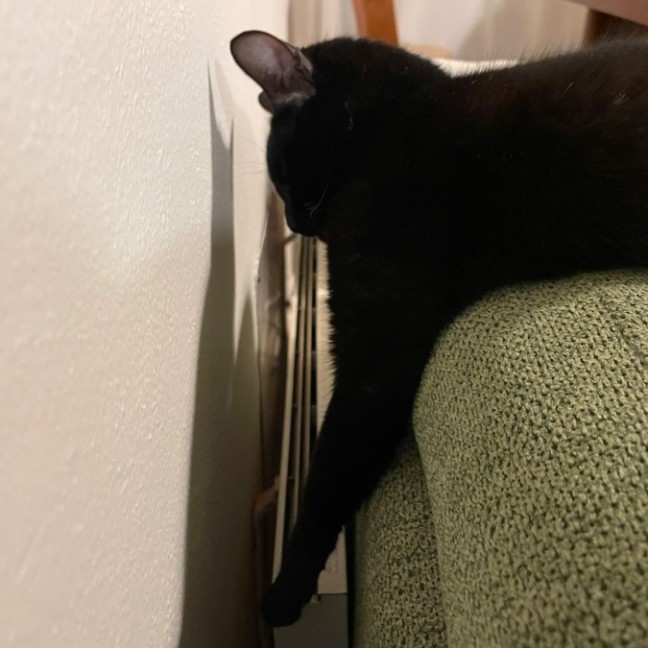 Photo of Ziggy ^^Dandy Cat Rescue^^