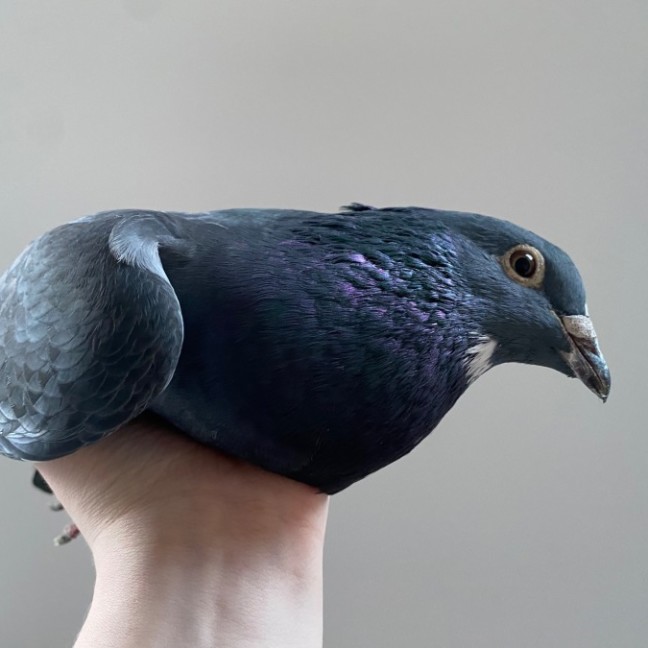 Photo of Easter Chicken Delight