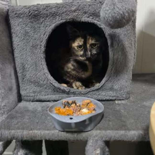 Photo of Briar