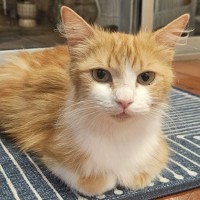 Photo of 💛 Goldie 💛