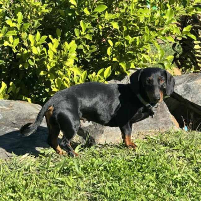 Photo of Roxy