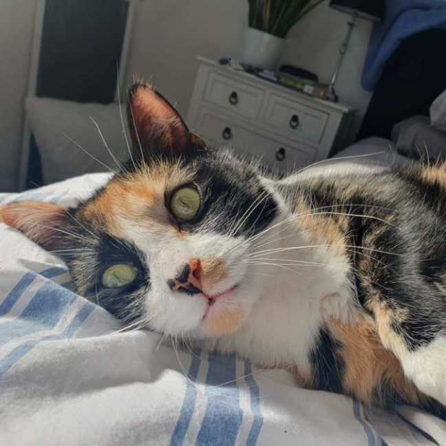 Photo of Lily