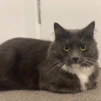 Photo of Rosie ** 2nd Chance Cat Rescue**