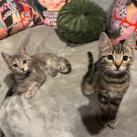 Photo of Mabel **2nd Chance Cat Rescue**