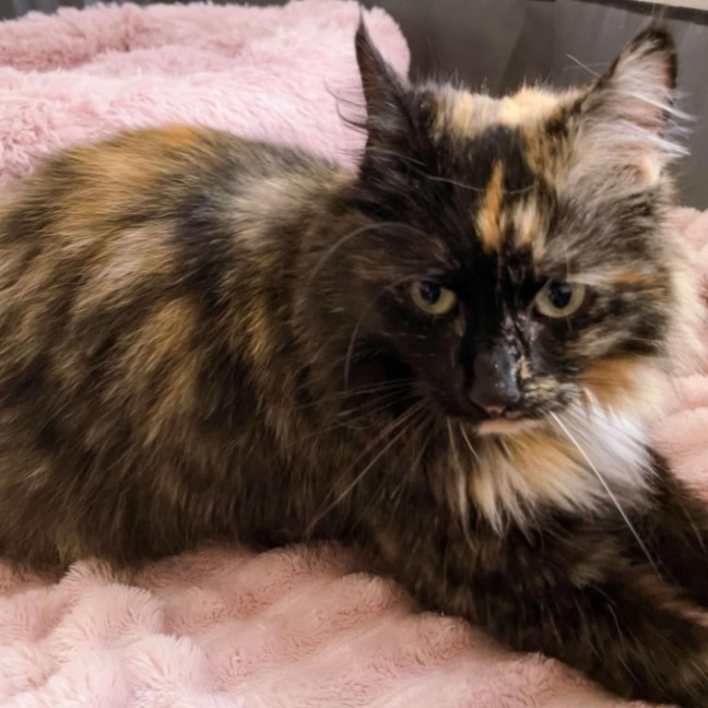 Photo of Hazel & Willow