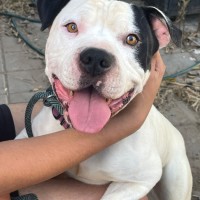 Photo of Turbo
