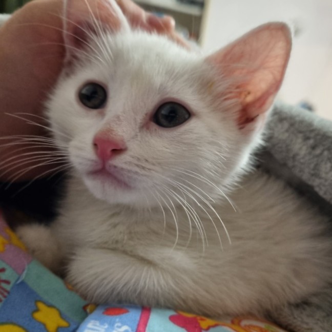 Photo of Finnick 💙