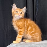 Photo of Cheeto