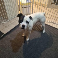 Photo of Patch