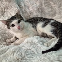 Photo of Kobi