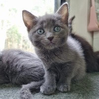 Photo of Sadie