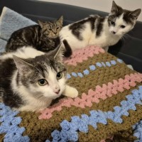 Photo of Rafael Nadal **2nd Chance Cat Rescue**