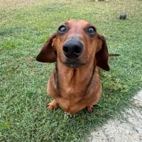 Photo of Archie