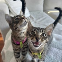 Photo of 💛Pinto And Mirabelle🩷