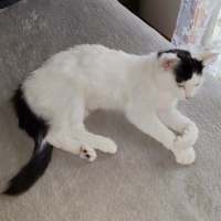 Photo of Molly (Empty The Nest $50 Adoption Special Easter)