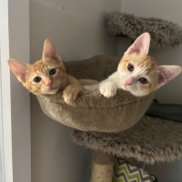 Photo of Cheddar & Swiss