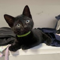 Photo of Bagheera