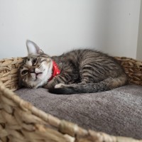 Photo of Paprika