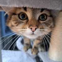 Photo of Lino (Located In Werribee)