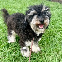 Photo of Rocco