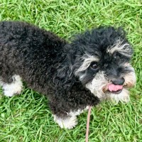 Photo of Rocco