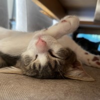 Photo of Gamay Beaujolais