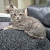 Photo of Boo
