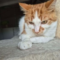 Photo of Nunu ** 2nd Chance Cat Rescue**
