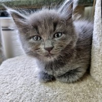 Photo of Sage