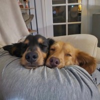 Photo of Ace And Pumpkin Bonded Pair
