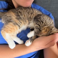 Photo of Feijoa (Fifi)