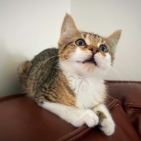 Photo of Flossy