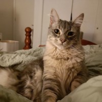 Photo of Tybalt
