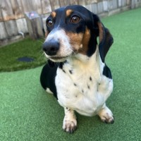 Photo of Badger