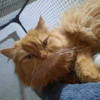 Photo of Potato