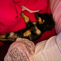 Photo of Padfoot