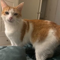 Photo of Ariel **2nd Chance Cat Rescue**