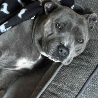 Photo of Stacey (Stax)